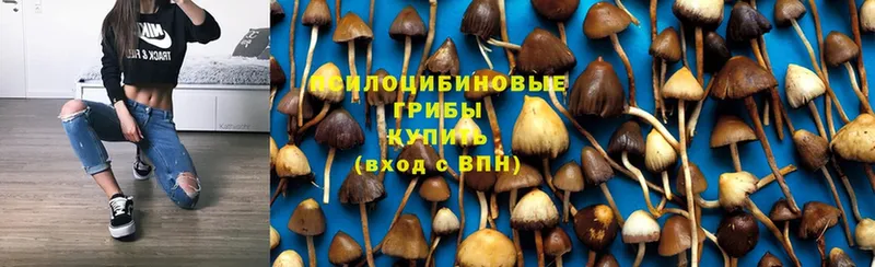 Псилоцибиновые грибы Psilocybine cubensis  кракен ссылки  Питкяранта  где купить наркоту 